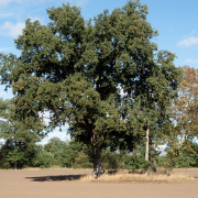 Das Franzosengrab bei Lachendorf